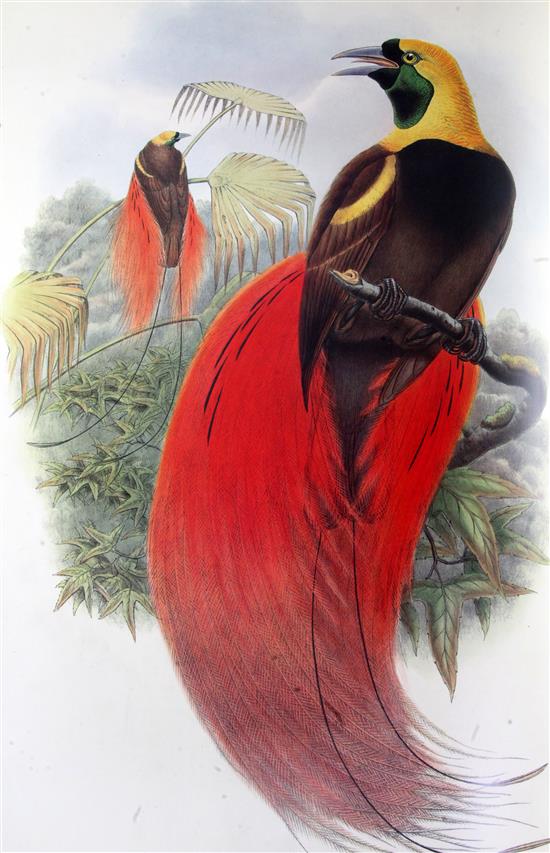 Gould, J - The Birds of New Guinea,